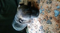 Gillian Marshall - Staffordshire Bull Terrier - Portée née le 07/12/2019